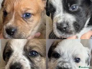 Mixed Breed dogs Border Collie x Blue Heeler x Ridgeback Pups ⭐ - Advert 6