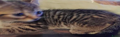 British Shorthair 1