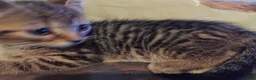 British Shorthair cats for sale: Kittens £160 - Advert 15