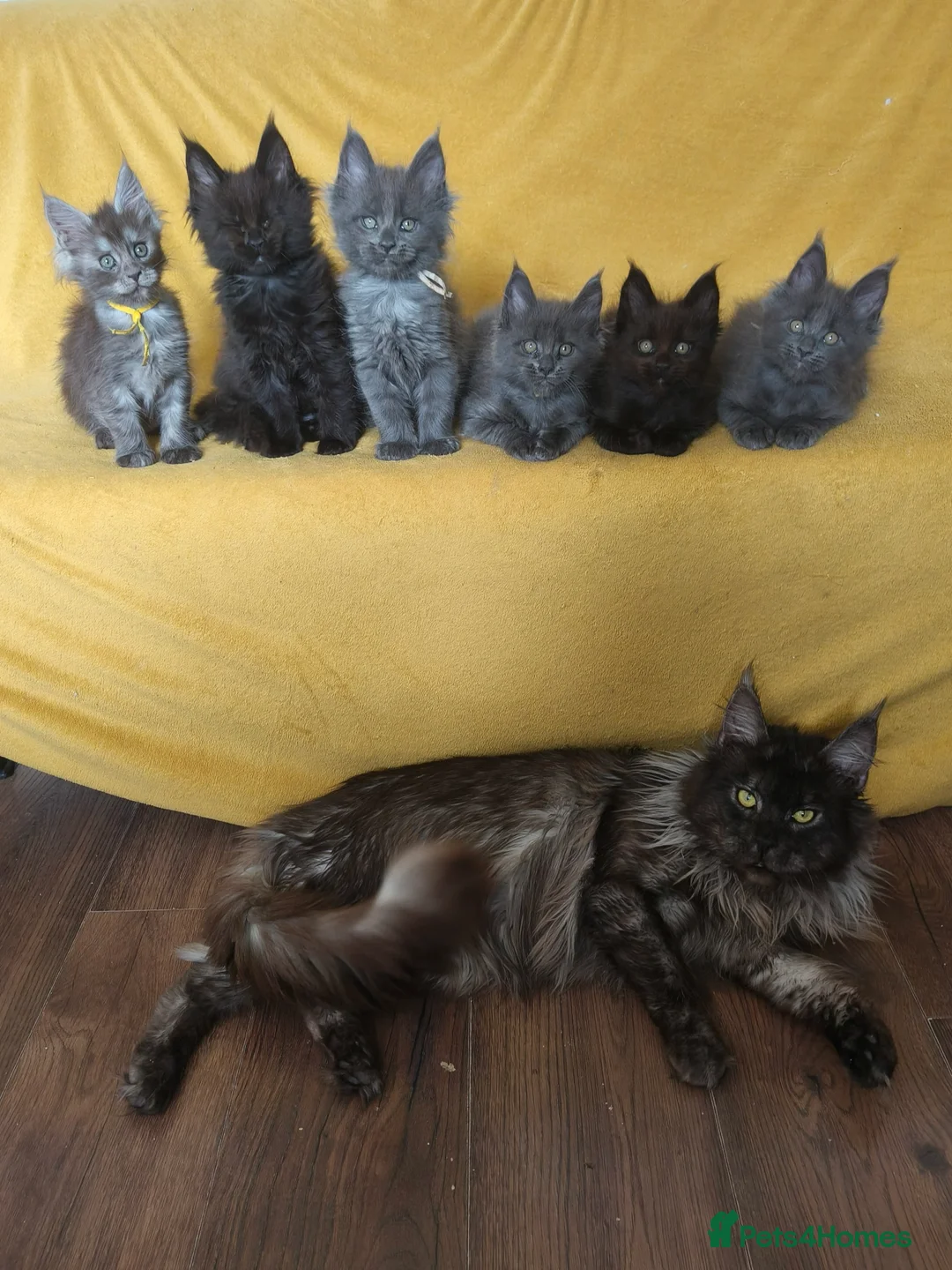 Maine Coon cats for sale: Beautiful Pedigree  Maine Coon Kittens in Livingston - Advert 1