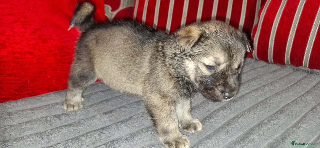 Mixed Breed dogs for sale: Siberian husky + Rus A Pei - Advert 8