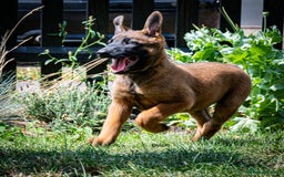 Belgian Shepherd Dog dogs for sale: Stunning Belgian Malinois Puppies Ready Now - Image 9