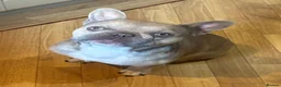 French Bulldog dogs for sale: French bulldog male - Advert 2