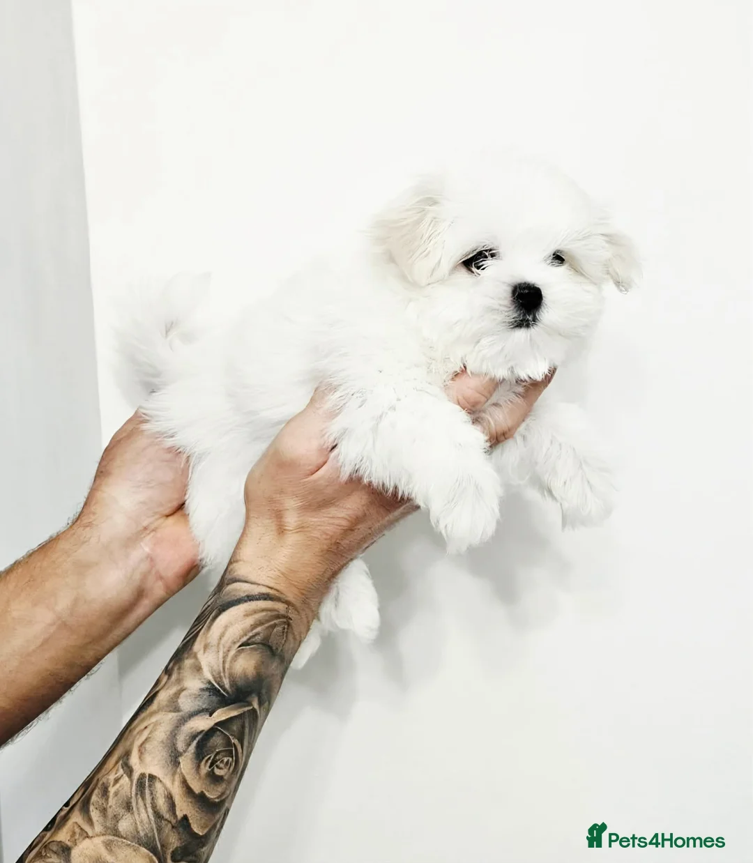 Maltese dogs for sale: Maltesse puppy  - Advert 2