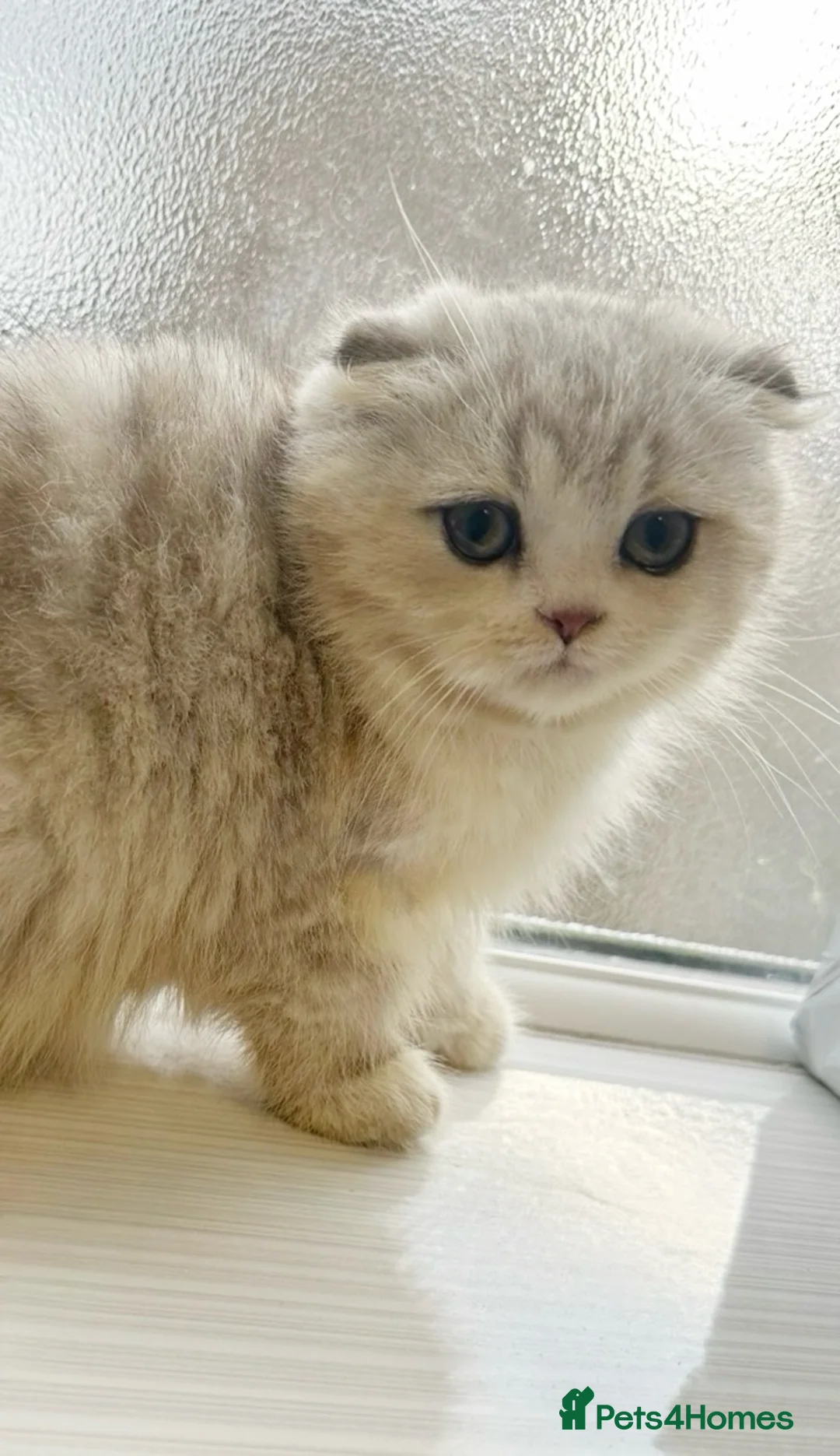 Scottish Fold cats for sale: LAST ONE 🩶SILVER SCOTTISH STRAIGHT BOY 🩶🤍  - Advert 2