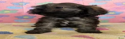 Cockapoo dogs for sale: Beautiful cockapoos 🐶🐶 ready now - Advert 9