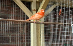 Mixed Breed birds for sale: Cute Birds - Image 4