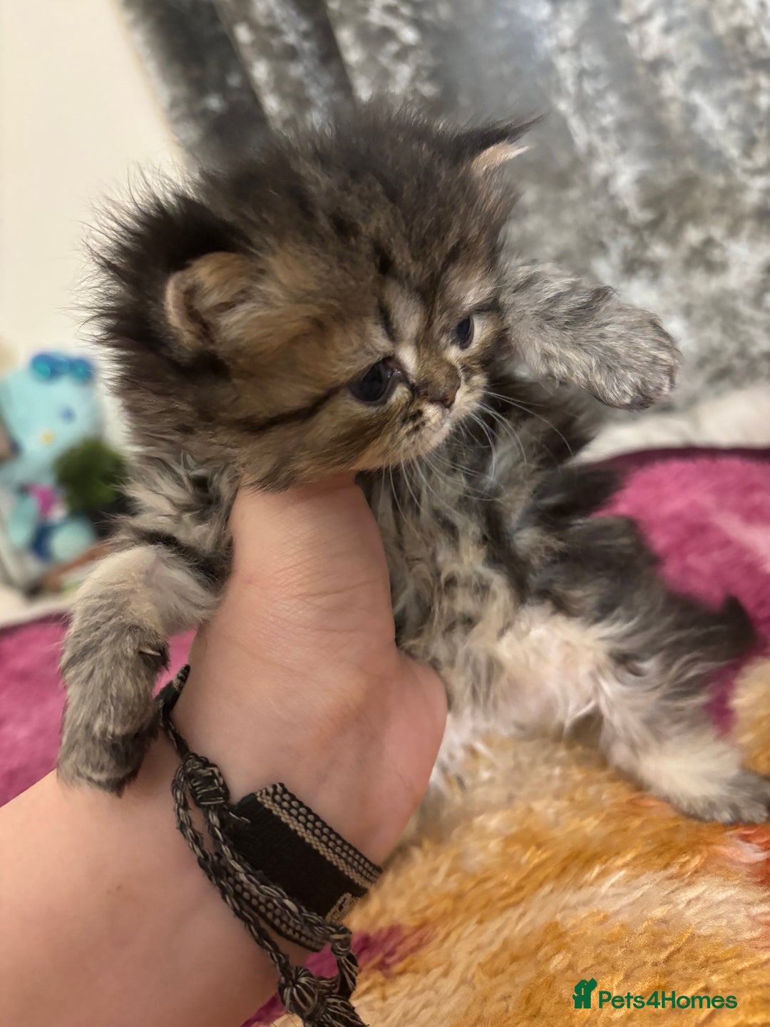 Persian cats for sale: 3 persian chinchillas 1 male 2 females - Image 5