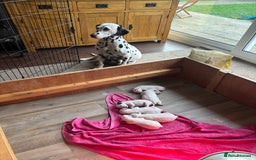 Dalmatian dogs for sale: Dalmatians BOYS and GIRLS - Image 7