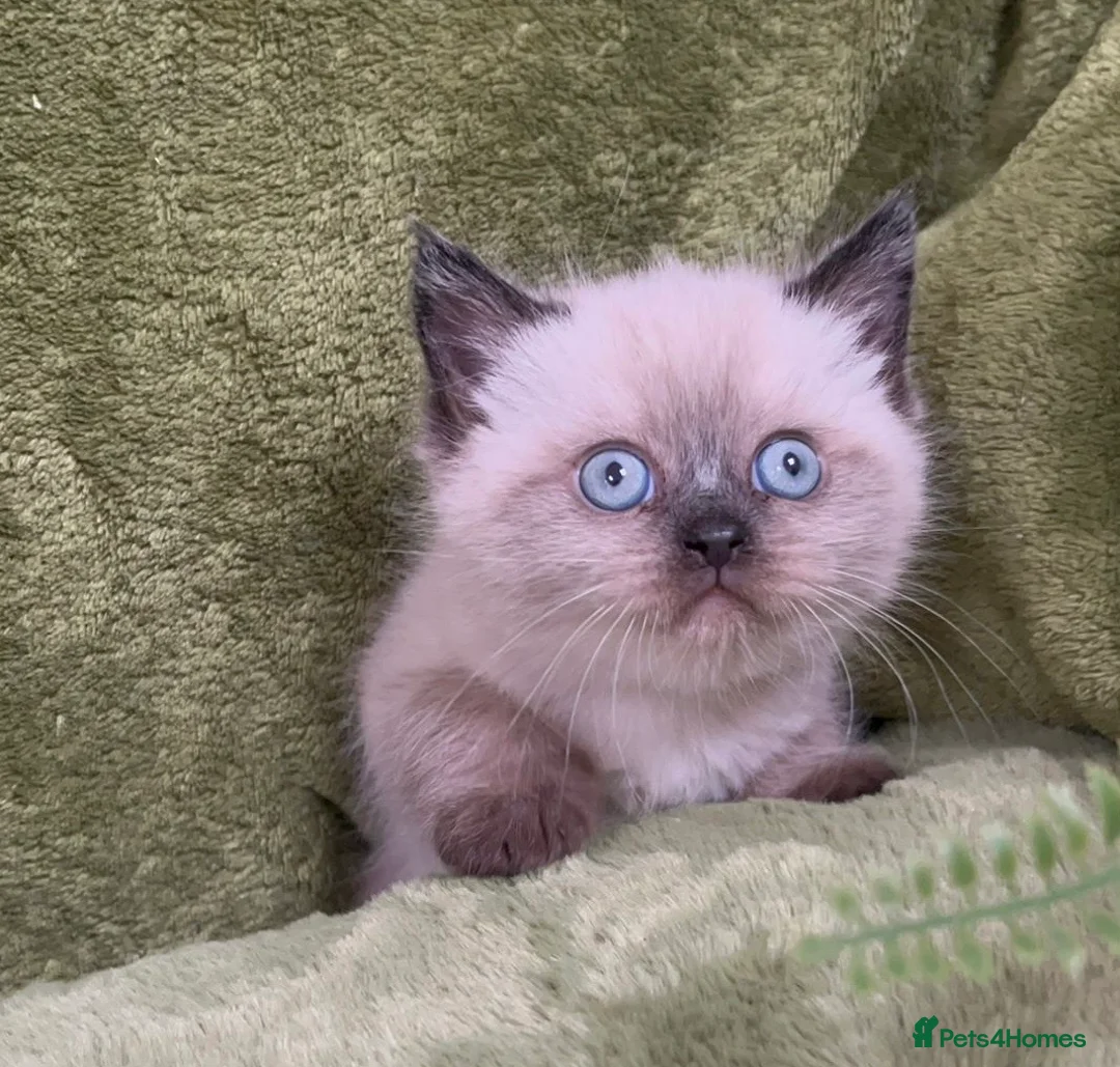 Himalayan cats for sale: Rare Himalayan x kittens, super friendly & playful - Advert 2