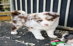 Border Collie dogs for sale: Stunning Fluffy Border Collies Puppies for Sale - Image 13