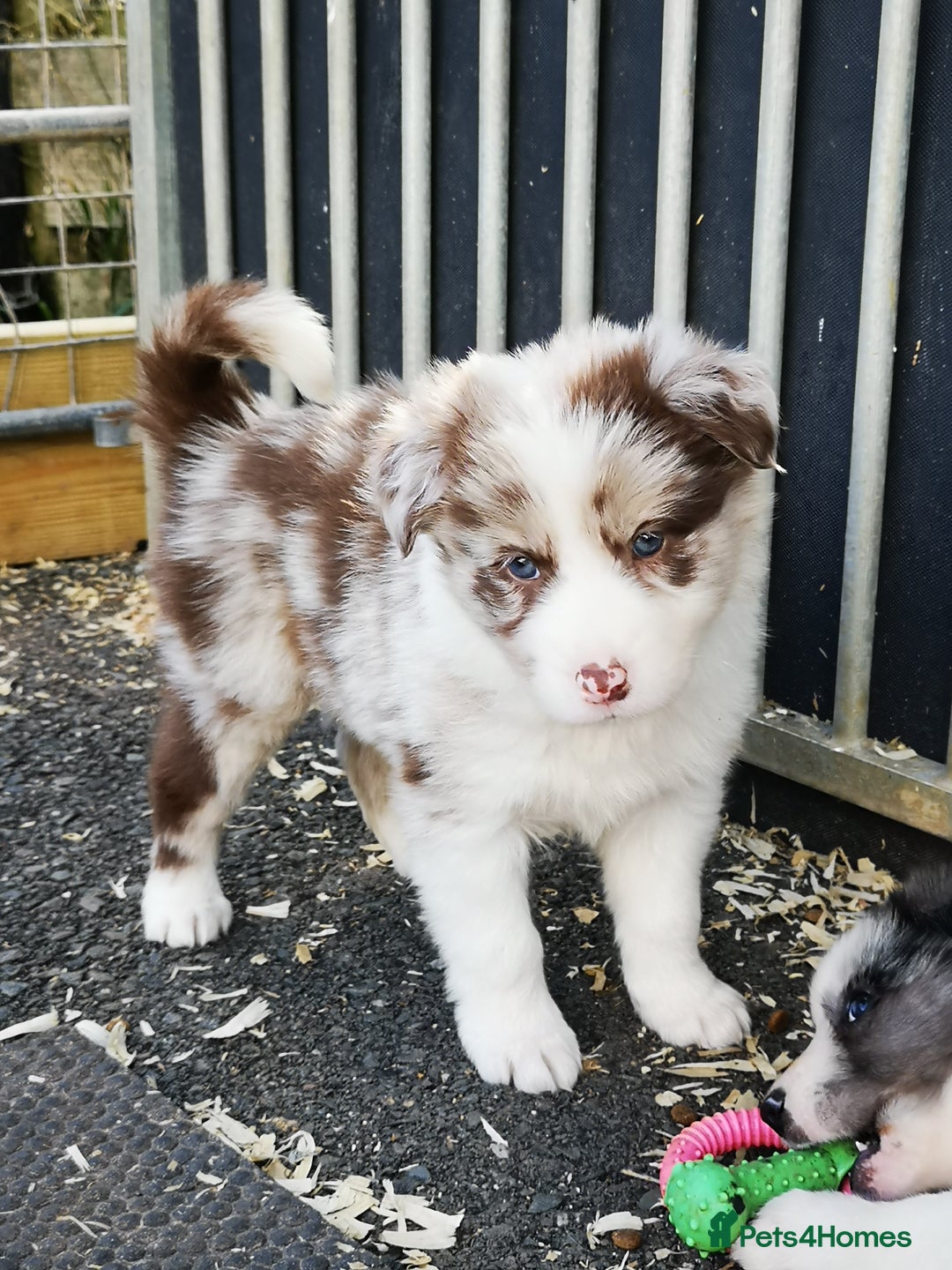 Border Collie dogs for sale: Stunning Fluffy Border Collies Puppies for Sale - Image 13