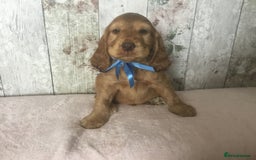 Cocker Spaniel dogs for sale: Adorable Kc reg Cocker pups - Image 9