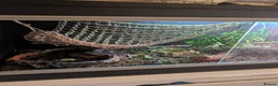 Iguana reptiles for sale: Green iguana  in Sheffield - Advert 4
