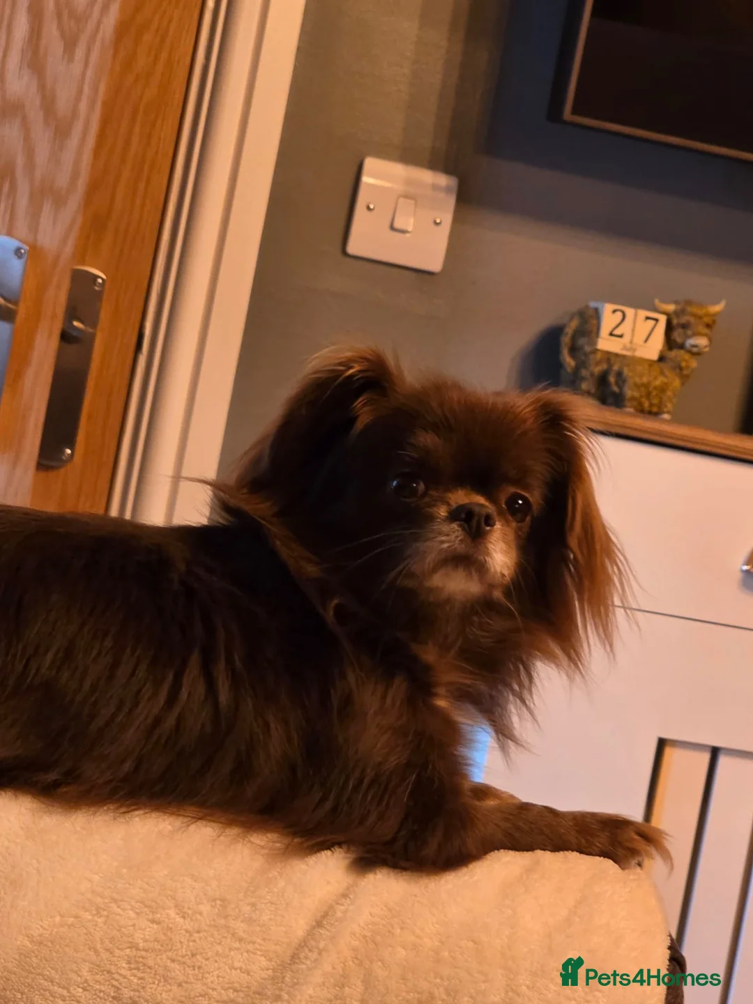 Pekingese dogs for sale: 6 year old girl x in Barnsley - Advert 2