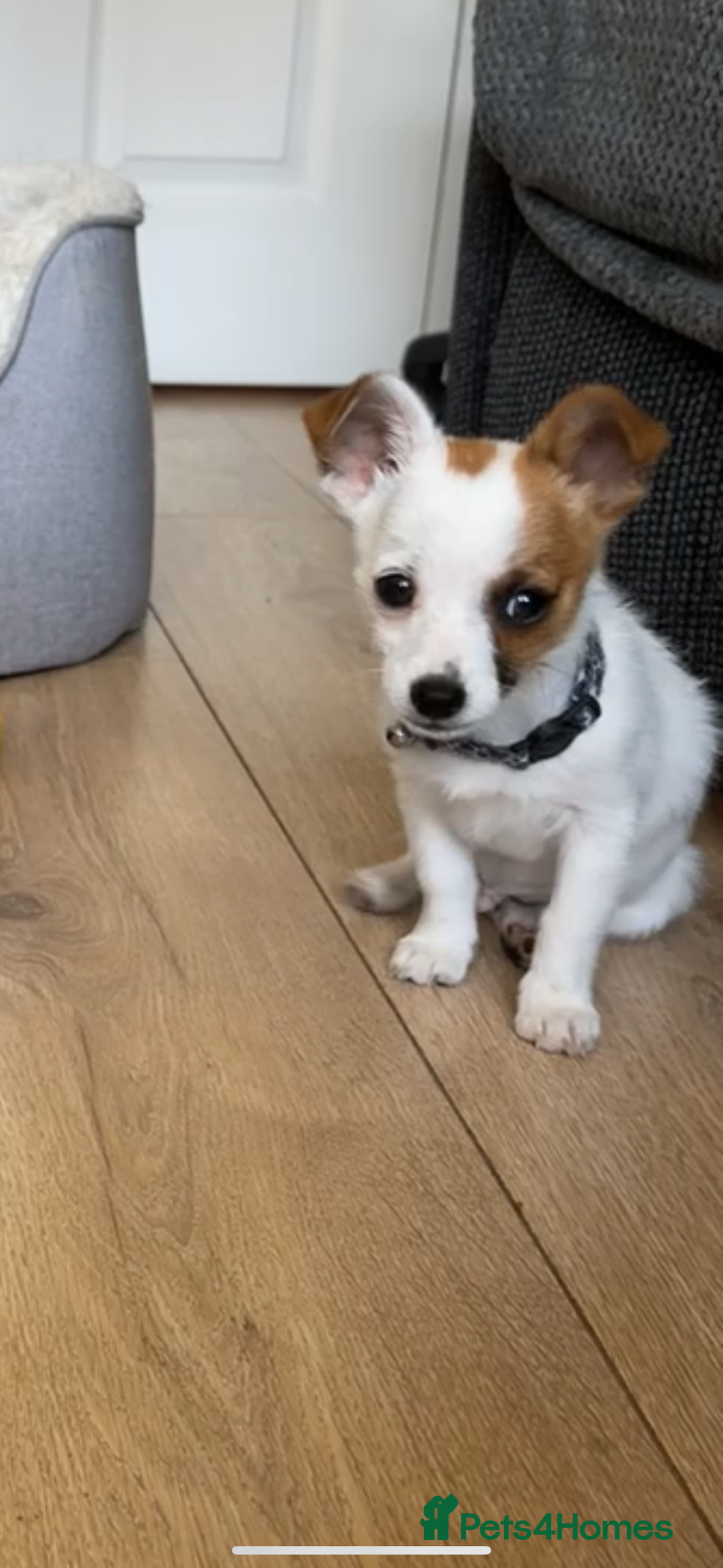 Mixed Breed dogs for sale: Male jack russel cross chihuahua  - Image 3