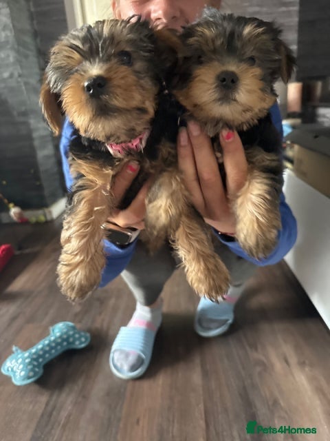 Yorkshire Terrier dogs 2x Girls left Yorkshire Terrier Puppies  - Advert 7