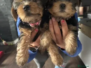 Yorkshire Terrier dogs 2x Girls left Yorkshire Terrier Puppies - Advert 7