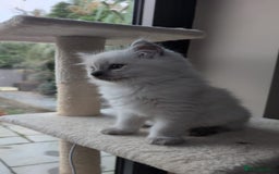 Ragdoll cats for sale: Ragdolls Kitten looking for sweet home - Advert 9
