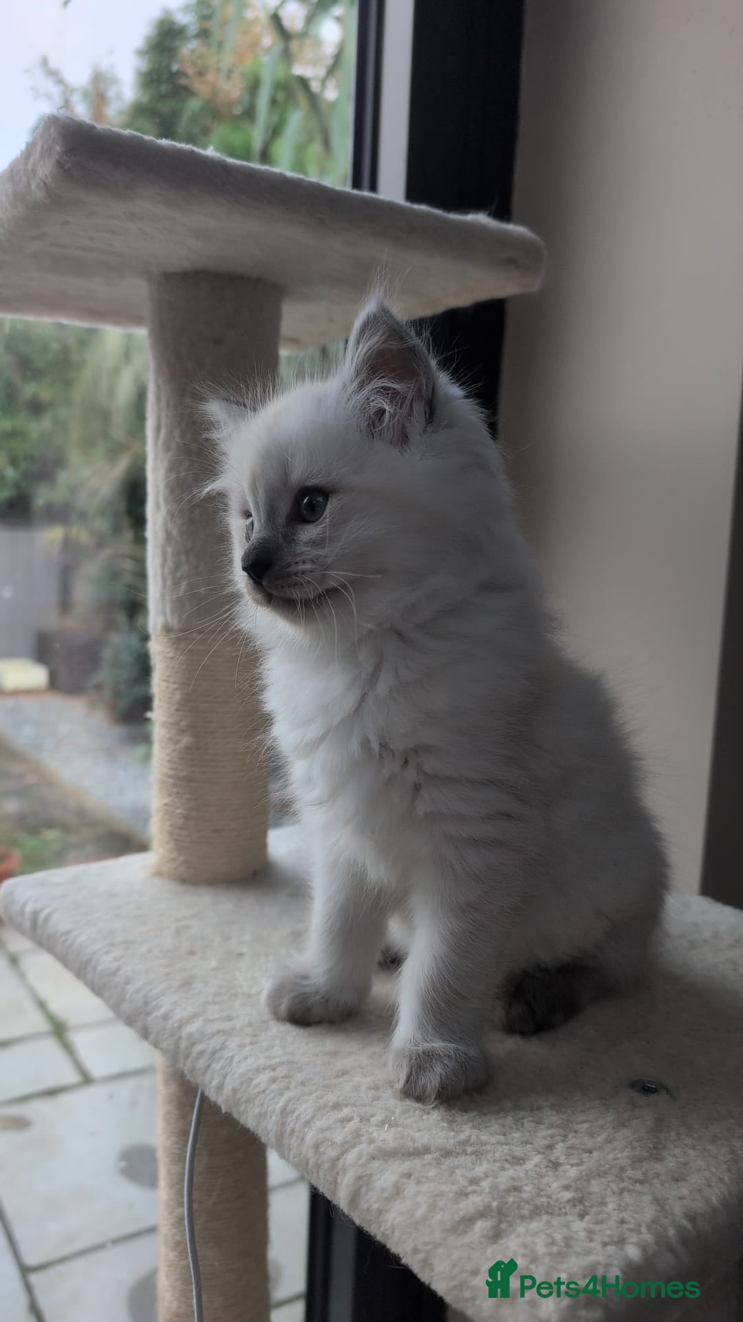 Ragdoll cats for sale: Ragdolls Kitten looking for sweet home - Advert 9
