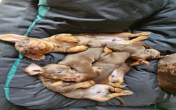 Miniature Dachshund dogs for sale: Stunning litter of miniature daschounds  - Image 6