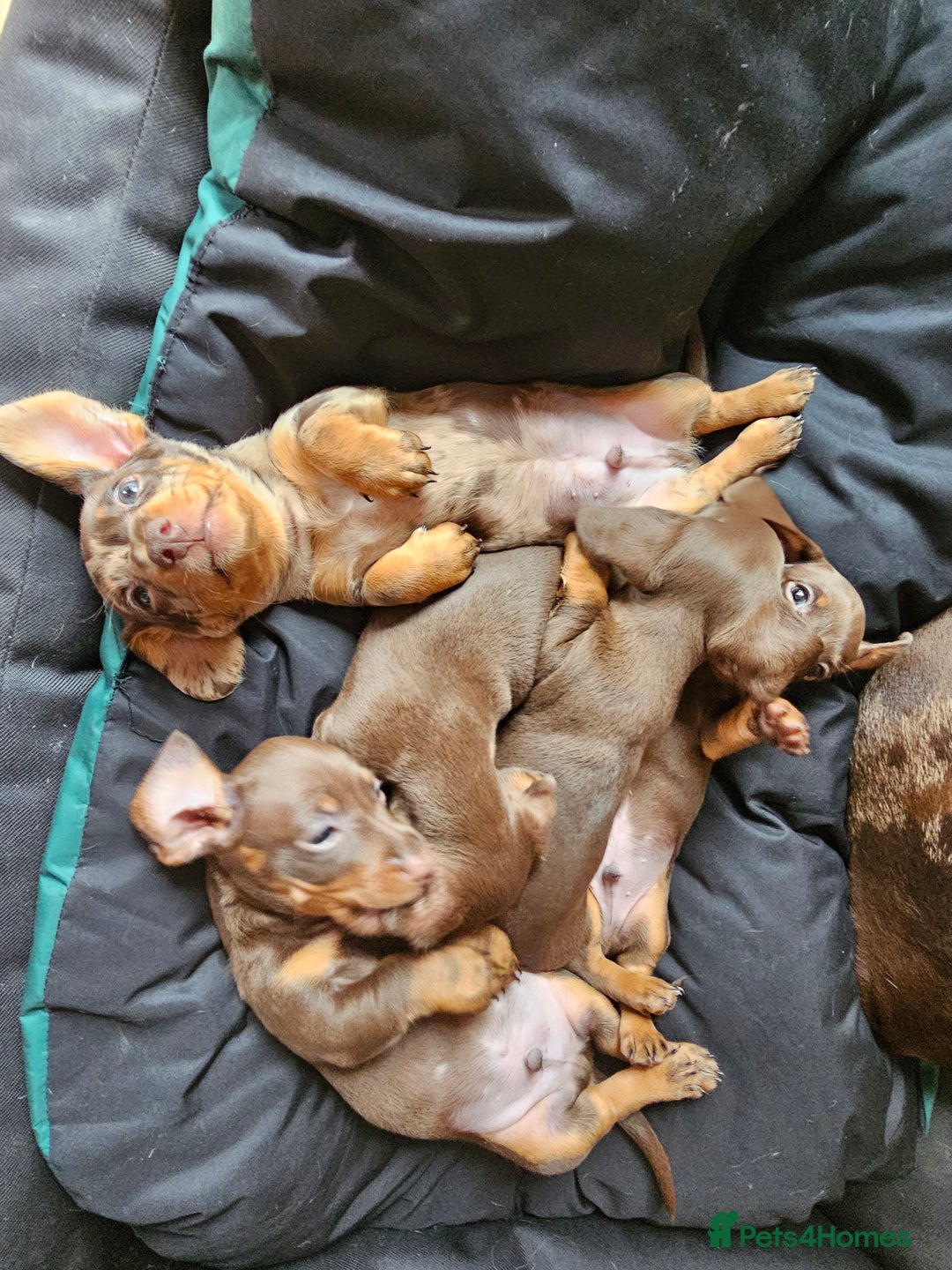 Miniature Dachshund dogs for sale: Stunning litter of miniature daschounds  - Image 6