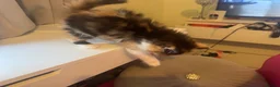 Mixed Breed cats for sale: Female long haired calico kitten in Thornton-Cleveleys - Advert 4