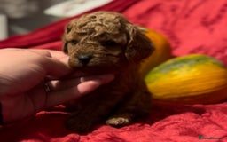 Cavapoo dogs for sale: 🐶 Beautiful Cavapoo Puppies -Ready Soon!!! - Image 2