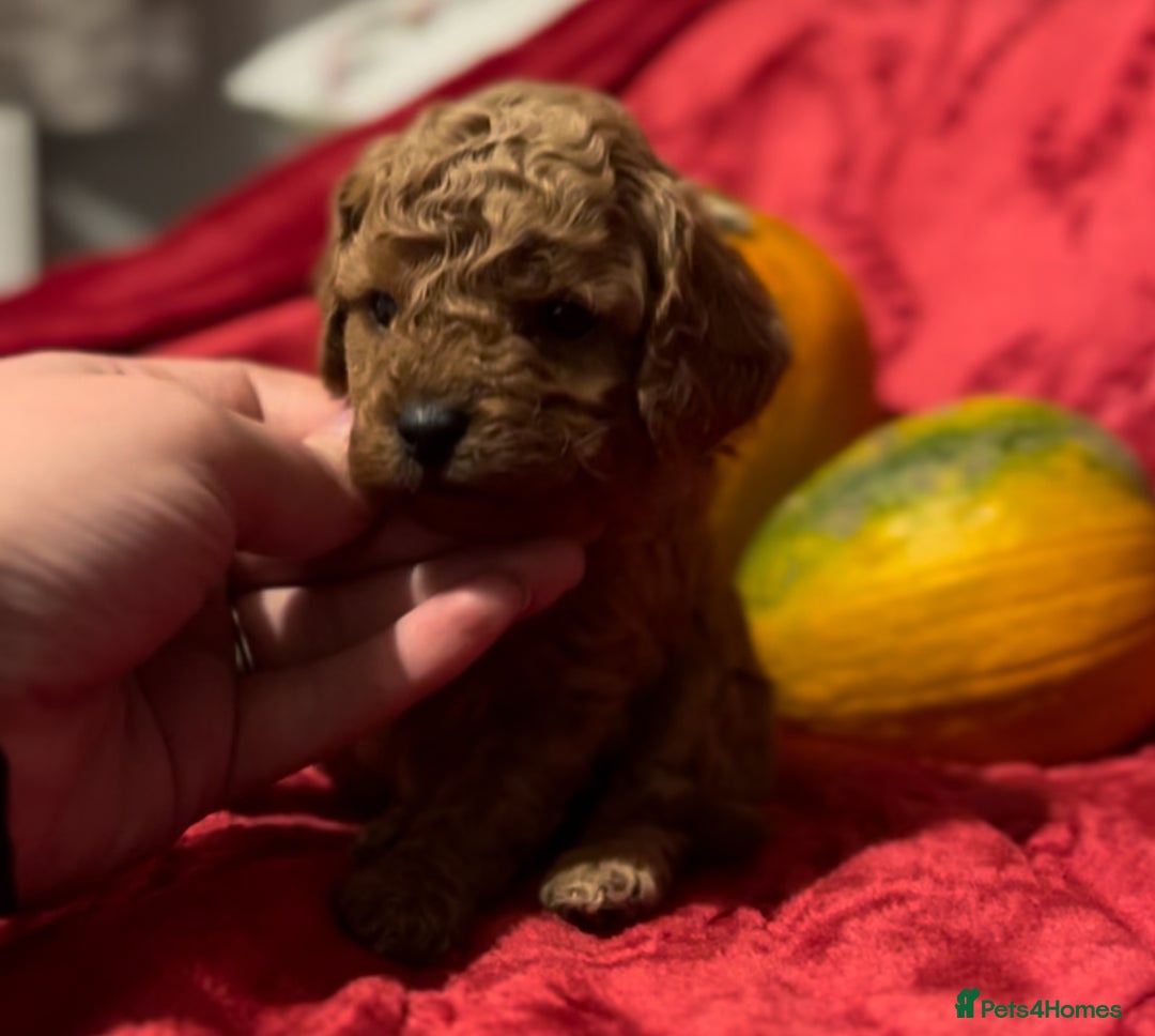 Cavapoo dogs for sale: 🐶 Beautiful Cavapoo Puppies -Ready Soon!!! - Image 2