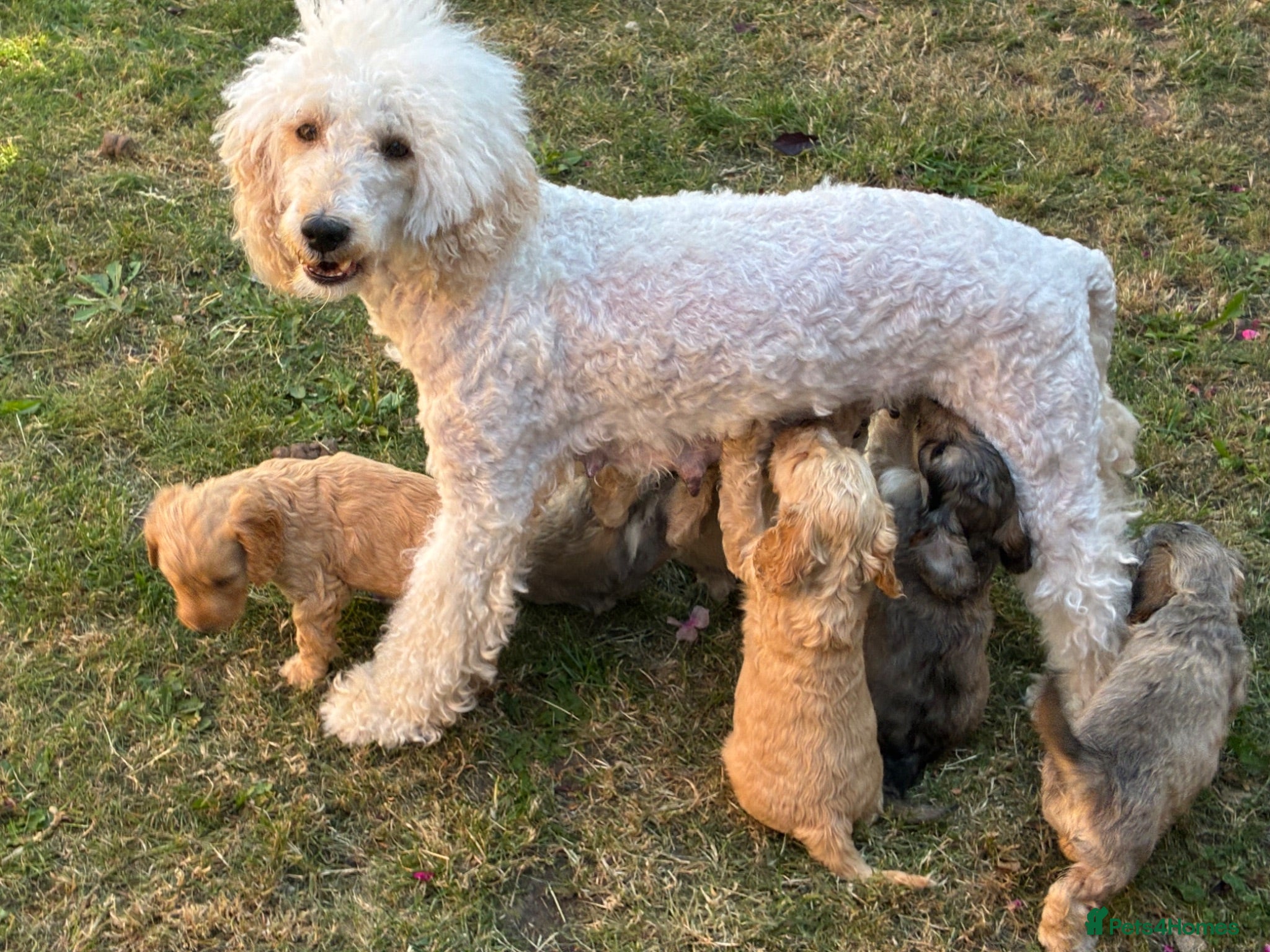 Cockapoo dogs 6 Gorgeous F1 Cockapoo puppies!!  - Advert 2