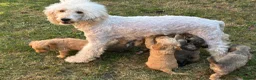 Cockapoo dogs for sale: 6 Gorgeous F1 Cockapoo puppies!!  - Advert 3