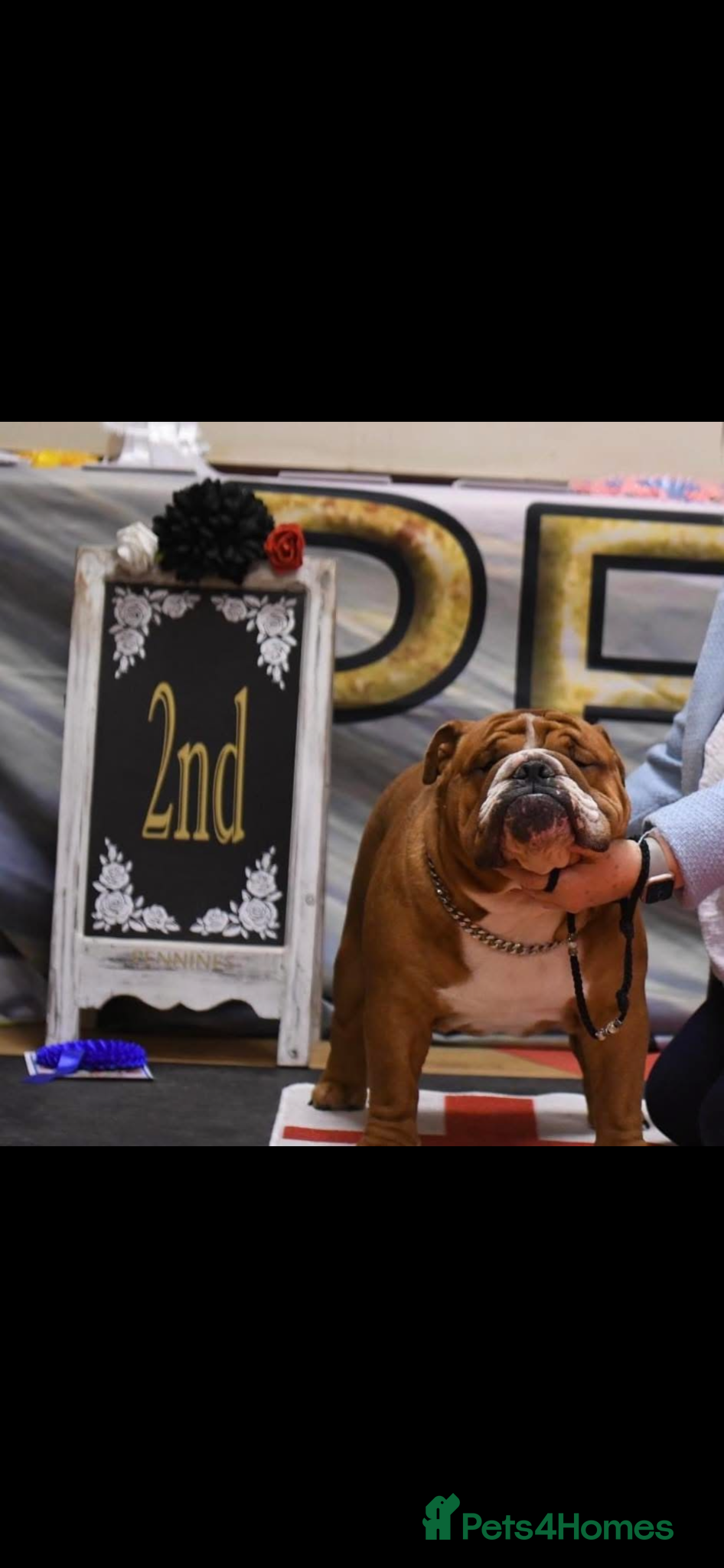 English Bulldog dogs red and white bulldog pupps  - Advert 1