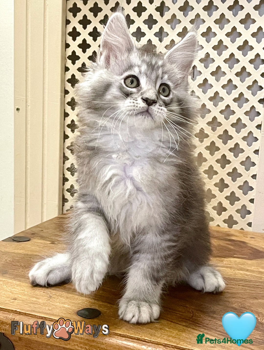 Maine Coon cats for sale: 🐾🦁 *TICA* MAINE COON KITTENS 🧬 DNA CLEAR 🦁🐾 - Image 13