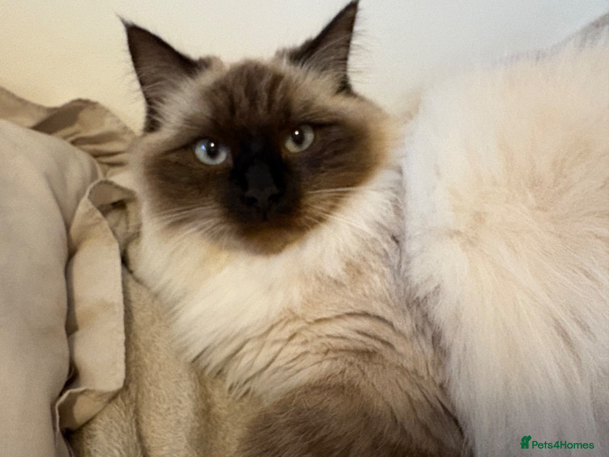 Ragdoll cats ragdoll kittens x Norwegian forest cat - Advert 1