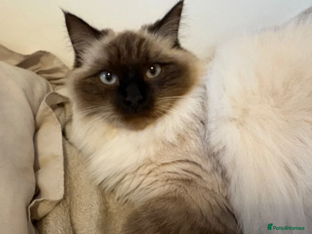 Ragdoll cats for sale: ragdoll kittens x Norwegian forest cat in Leigh - Advert 1