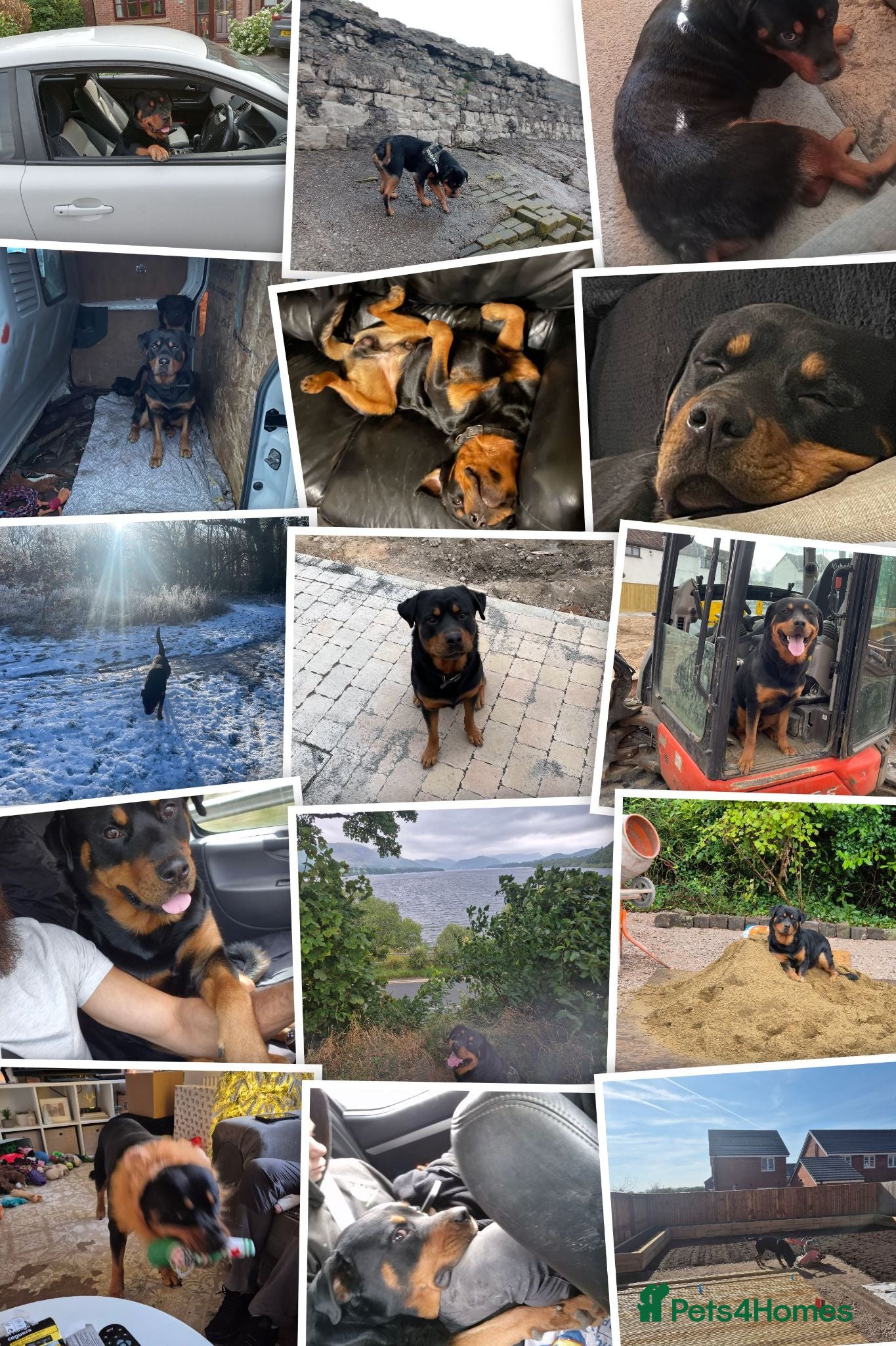 Rottweiler dogs 4 year old male rottweiler for stud - Advert 2