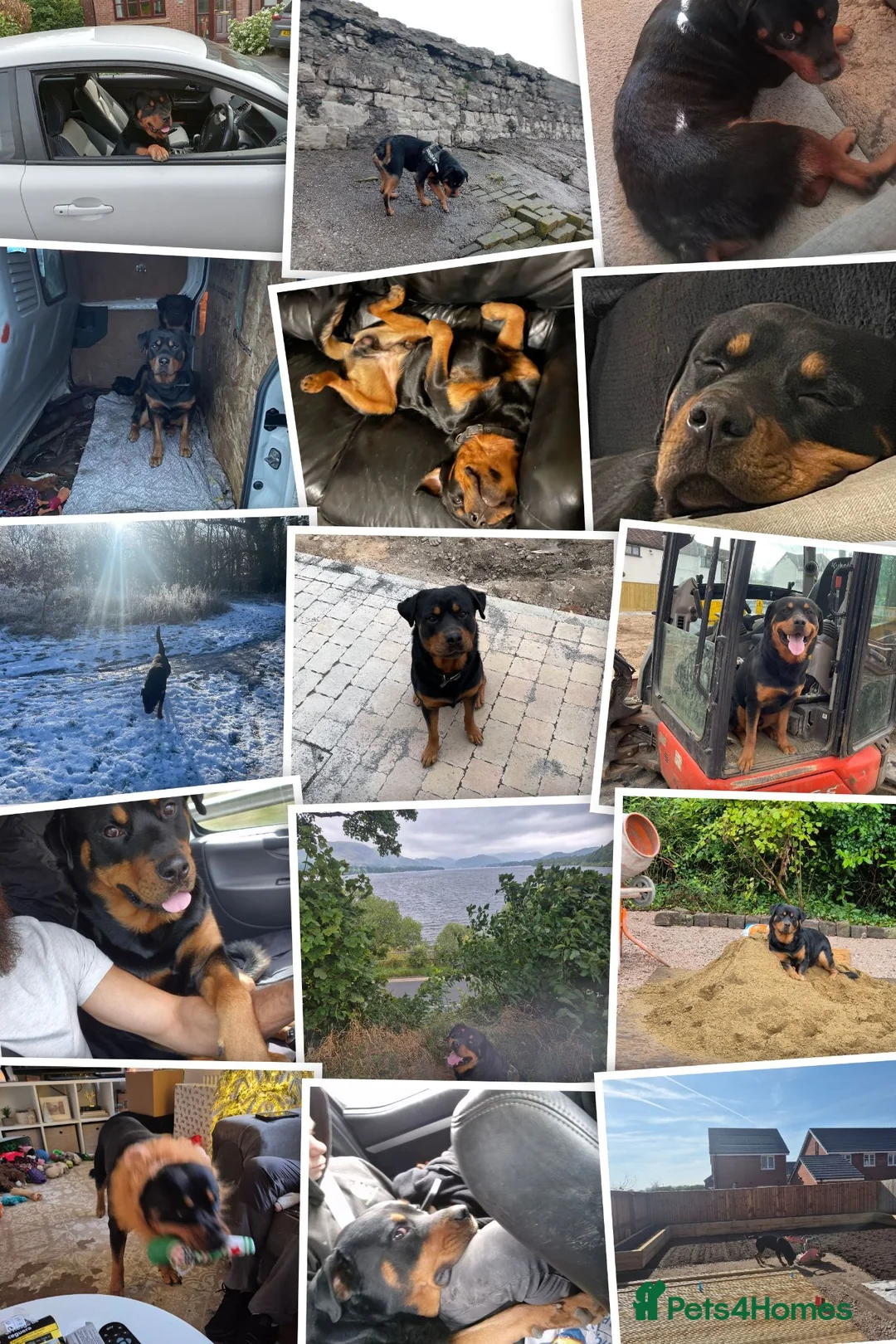 Rottweiler dogs for stud: 4 year old male rottweiler for stud in Leyland - Advert 2
