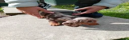 Miniature Dachshund dogs for sale: Beautiful Liter of Miniature Dachshund Puppies - Advert 4