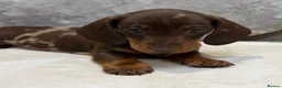 Miniature Dachshund dogs for sale: Miniature Dachshund puppies for sale - Advert 17