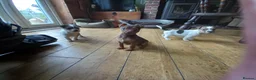 Jack Russell dogs for sale: Jack Russell pups in Rhayader - Advert 5