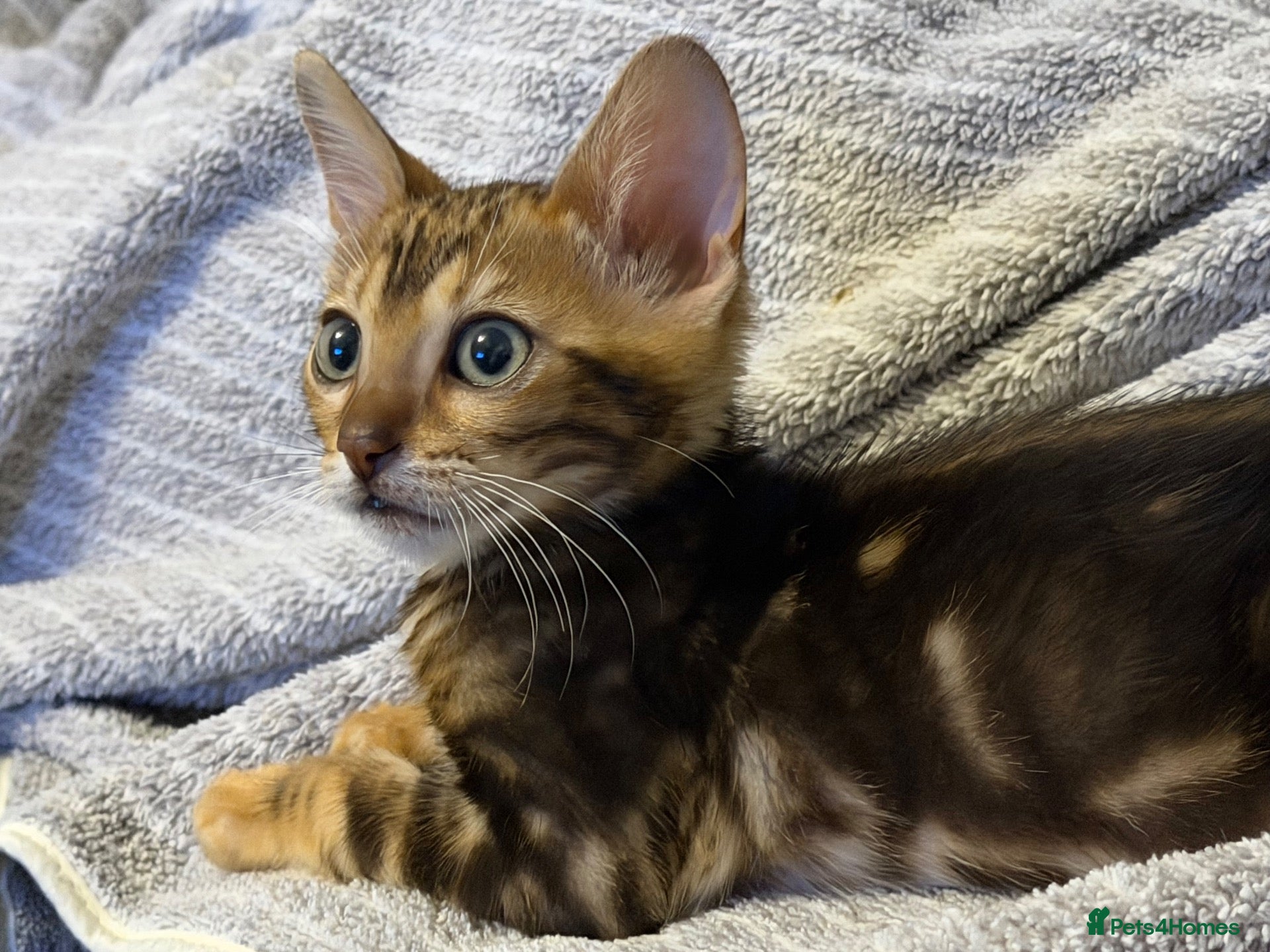 Bengal cats Beautiful Bengal  - Advert 4