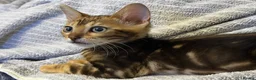 Bengal cats for sale: Beautiful Bengal  - Advert 2