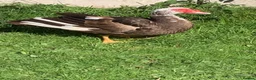 Ducks poultry for sale: Muscovy drake - Advert 6