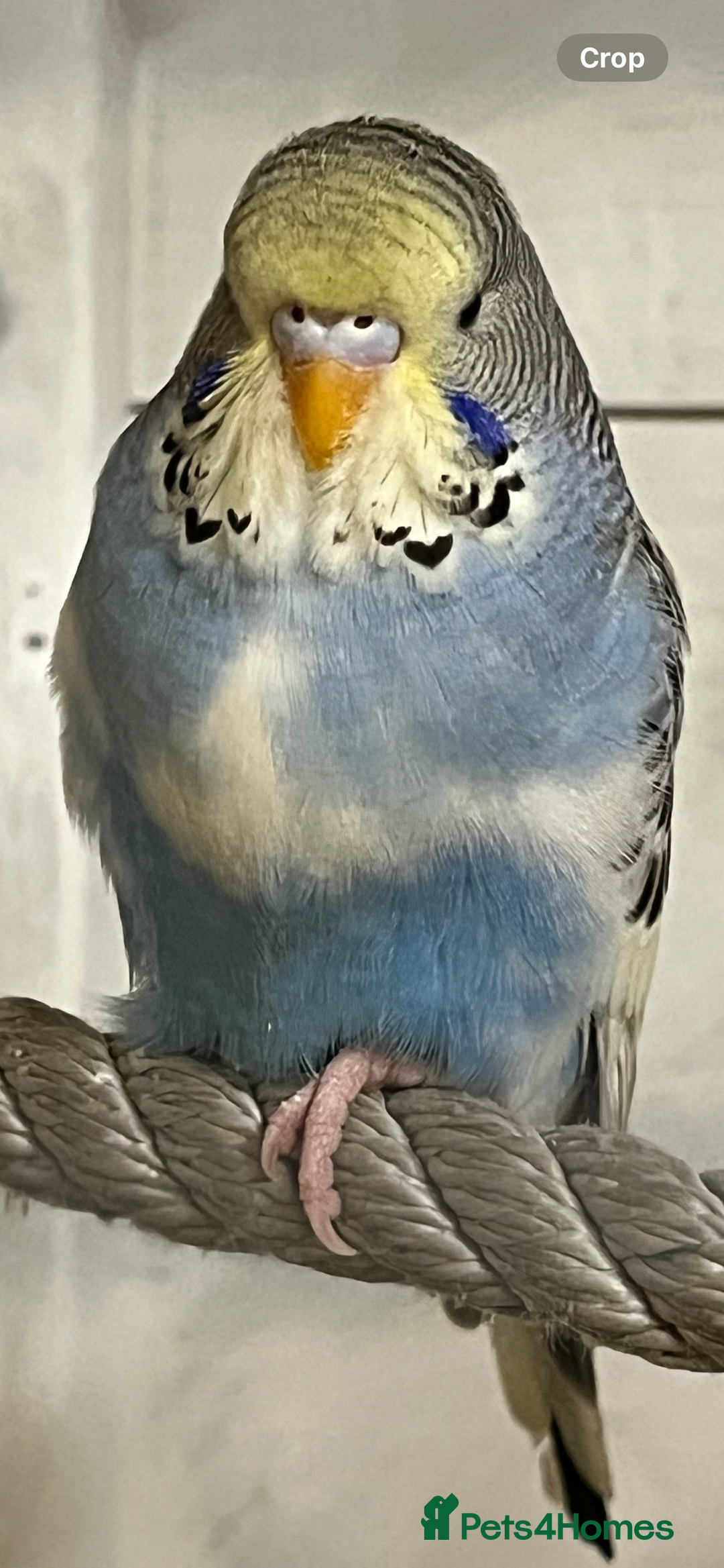 Budgerigars birds for sale: Budgie baby’s  - Advert 1