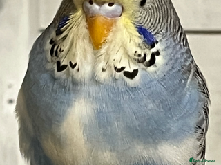 Budgerigars birds Budgie baby’s - Advert 3