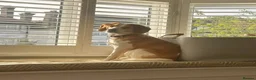 Beagle dogs for adoption: Otto (Beagle) in London - Advert 5
