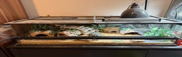 Leopard Gecko reptiles for sale: Leopard Gecko with full set up - Advert 2