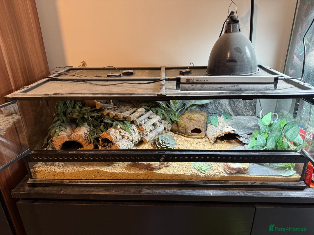 Leopard Gecko reptiles for sale: Leopard Gecko with full set up - Advert 2