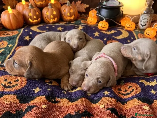 Dachshund dogs for sale: Miniature smooth-haired dachshund - Advert 8