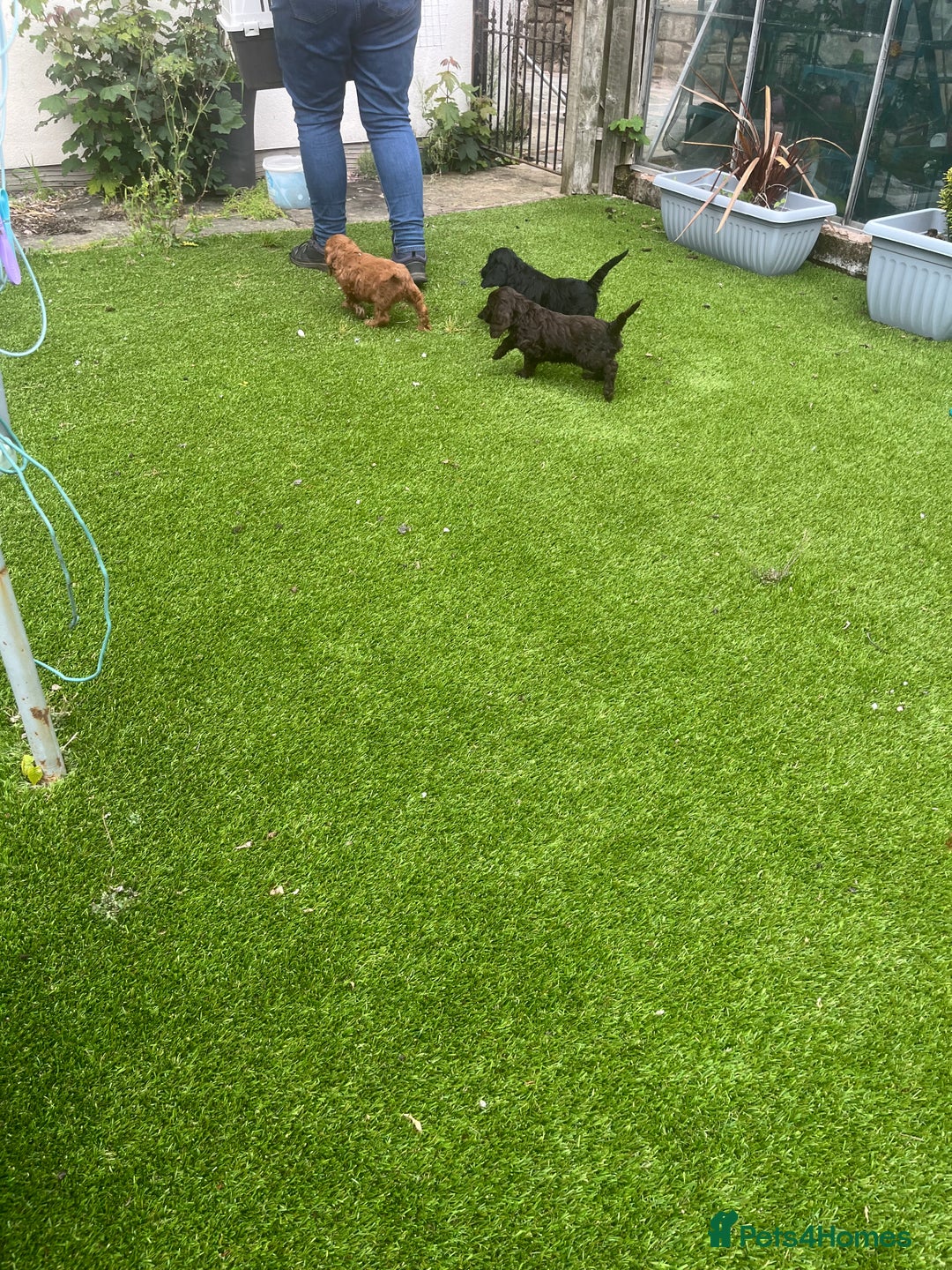 Cockapoo dogs for sale: F1 cockapoo puppies registered breeder  - Advert 12